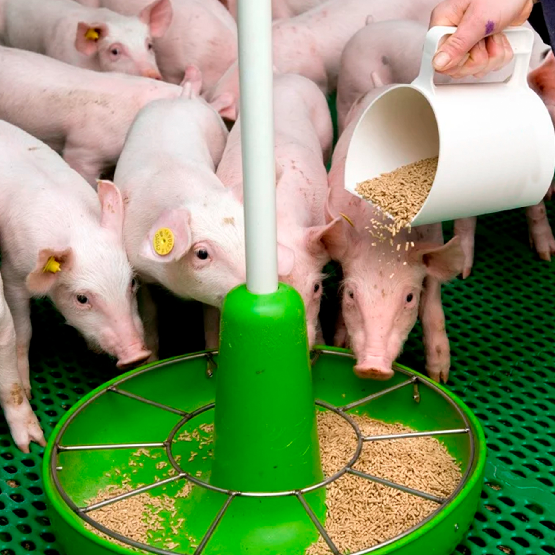 Veterinary at the farm walking in cowshed checking the cows